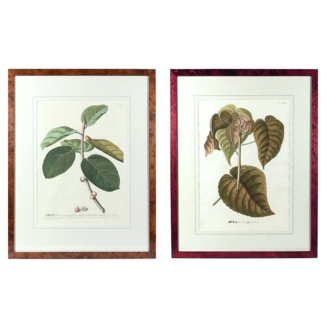 Paper 18th-Century Exotic Botanical Prints From Plantae Selectae by Georg Ehret For Sale - Image 7 of 18