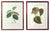 Paper 18th-Century Exotic Botanical Prints From Plantae Selectae by Georg Ehret For Sale - Image 7 of 18