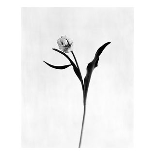 Ugne Pouwell, Tulip No.3, 2026, Analogue Floral Photography, Limited Edition of 10 For Sale
