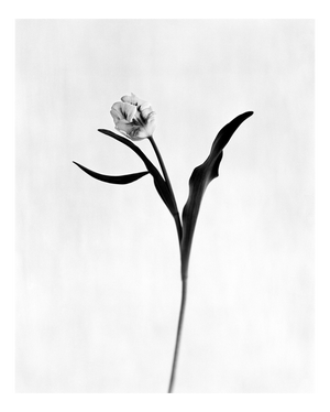 Ugne Pouwell, Tulip No.3, 2026, Analogue Floral Photography, Limited Edition of 10