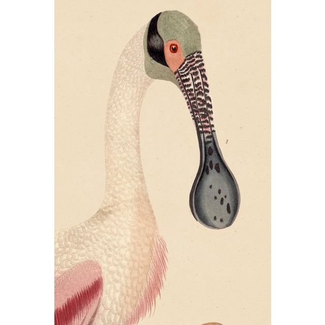 Paper Wilson Pink Spoonbill Print For Sale - Image 7 of 7