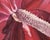2000s "Anthurium" Large Gallery Wrapped Oil Painting by Judith Moore For Sale In Saint Louis - Image 6 of 10
