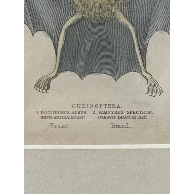 English Antique English Bat Engraving For Sale - Image 3 of 3