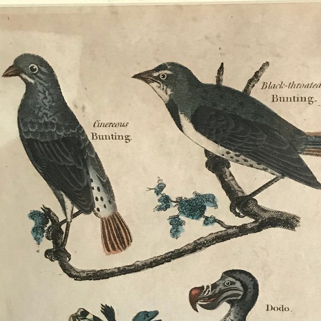 Pair 19th C Hand Colored Engravings of Extinct Species For Sale In Lexington, KY - Image 6 of 15