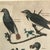 Pair 19th C Hand Colored Engravings of Extinct Species For Sale In Lexington, KY - Image 6 of 15