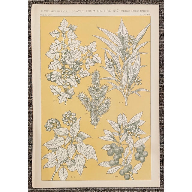1910s Set of Four Leaves From Nature Chromolithographs From Grammar of Ornament by Owen Jones For Sale - Image 5 of 5