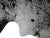 This shinny coat of salt and pepper, black and white cowhide from Brazil is perfect for making a statement. It's never...