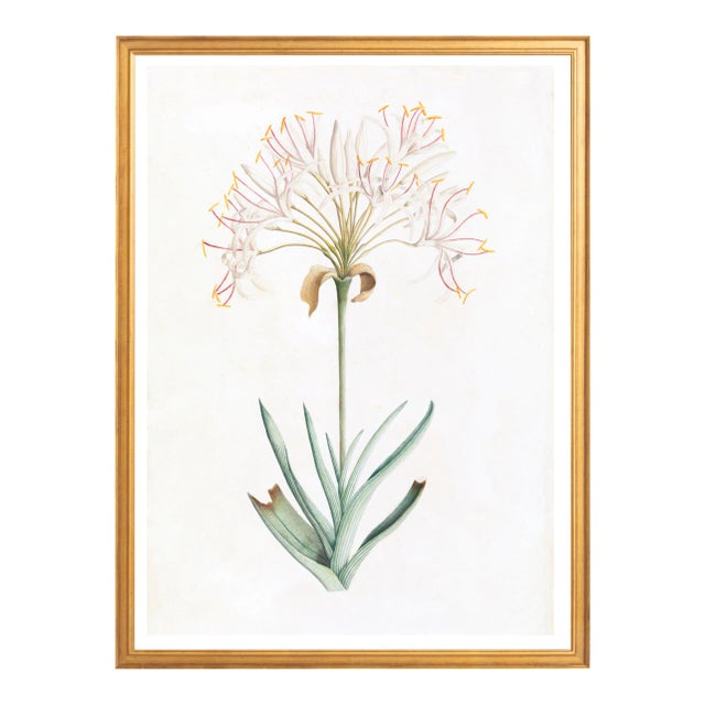 Illustration Celerie Kemble Curated Australian Botanical VI (40x60) in Gold Frame For Sale - Image 3 of 4