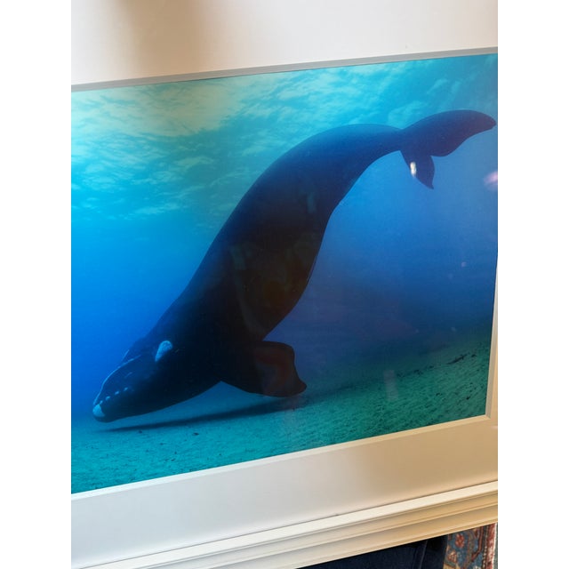 Brian Skerry North Atlantic Whale Photography For Sale - Image 10 of 12