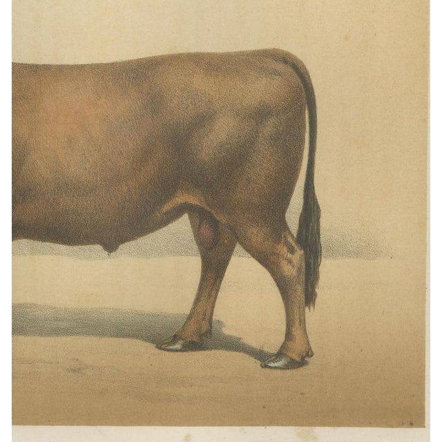 Borie, Parthenais Bull, French Cattle Breed, 1863, Chromolithograph For Sale - Image 6 of 9
