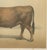 Borie, Parthenais Bull, French Cattle Breed, 1863, Chromolithograph For Sale - Image 6 of 9
