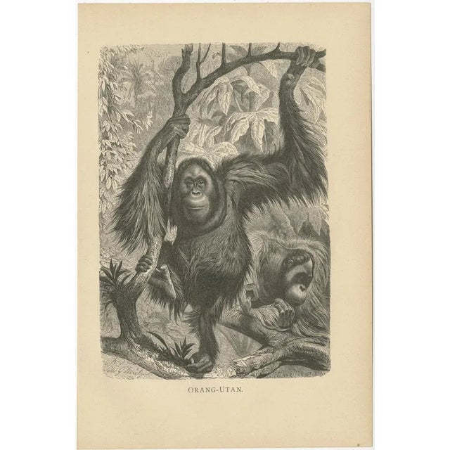 Brehm, Monkey Prints, 1890, Paper, Set of 5 For Sale - Image 4 of 7