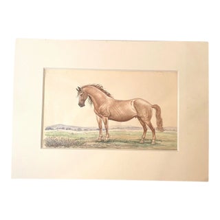 Antique 19th Century West American Mustang Horse Realism Watercolor Painting Art For Sale