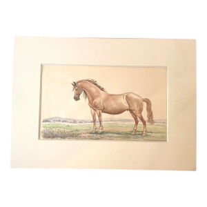Antique 19th Century West American Mustang Horse Realism Watercolor Painting Art