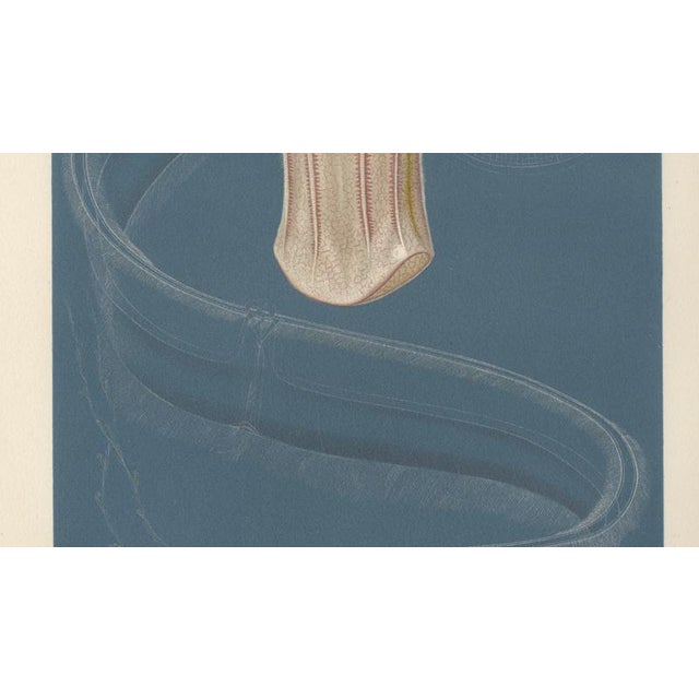 Late 19th Century Richard Lydekker, Ctenophores (Comb Jellies) Marine Invertebrates, 1896, Color Process Print For Sale - Image 5 of 9