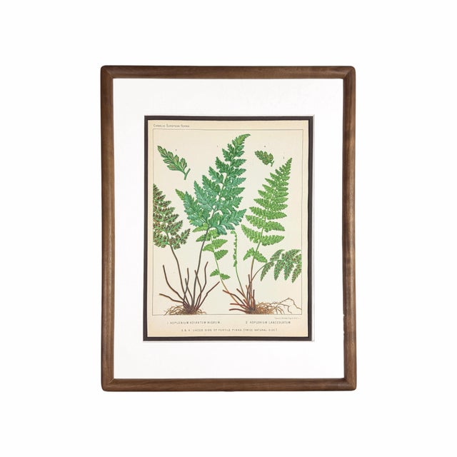 Wood 19th-Century European Fern Gallery | Set of 16 Framed Botanical Prints For Sale - Image 7 of 12