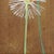 Three Wishes - Small Landscape Floral Artwork on Canvas by Kathleen Keifer For Sale - Image 4 of 9