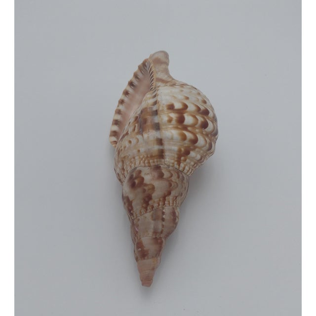 Shell Vintage Textured Spider Conch Shell For Sale - Image 7 of 10