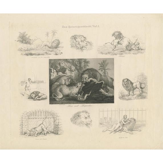 Nine Illustrations of Various Lions and Leopards, Paper For Sale - Image 6 of 6