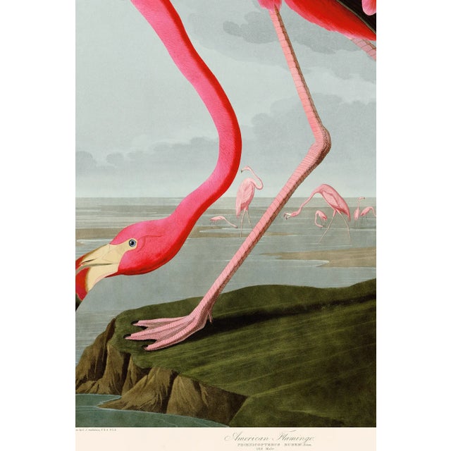 Giclee reproduction Pink Flamingo from John J. Audubon's The Birds of North America Double Elephant Folio. Framed in a...