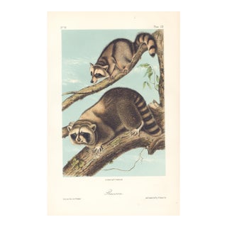 1851 Audubon Quadruped Octavo Lithograph "Plate 61 Raccoon" For Sale