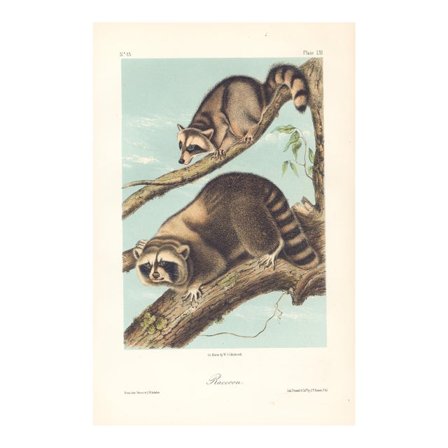 1851 Audubon Quadruped Octavo Lithograph "Plate 61 Raccoon" For Sale