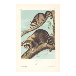 1851 Audubon Quadruped Octavo Lithograph "Plate 61 Raccoon"