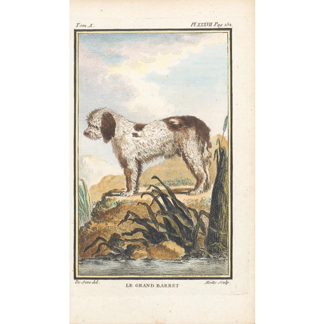 1758 Buffon Dog Engraving "Le Grand Barbet" (Great Water Dog) For Sale