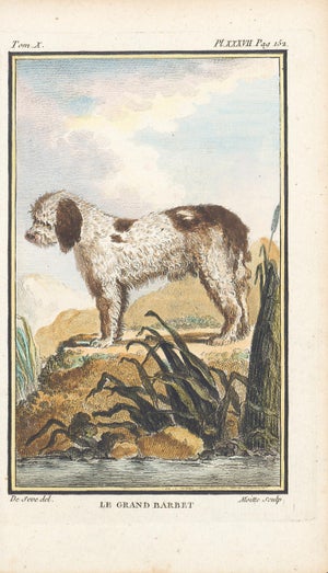 1758 Buffon Dog Engraving "Le Grand Barbet" (Great Water Dog)