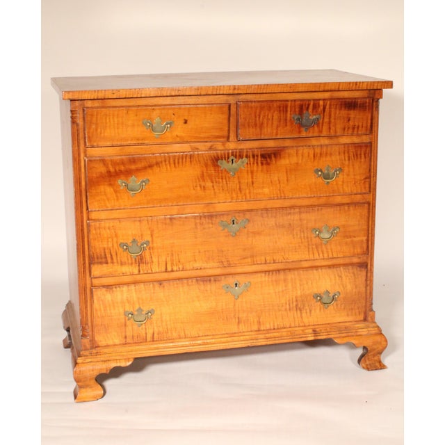 American Chippendale Tiger Maple Chest of Drawers For Sale - Image 4 of 11