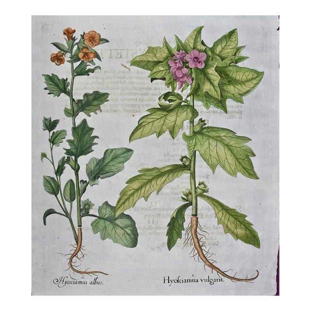 Flowering Henbane : A Besler 18th Century Hand-Colored Botanical Engraving, 1713 For Sale
