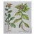 Flowering Henbane : A Besler 18th Century Hand-Colored Botanical Engraving, 1713 For Sale
