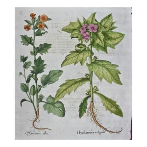Flowering Henbane : A Besler 18th Century Hand-Colored Botanical Engraving, 1713