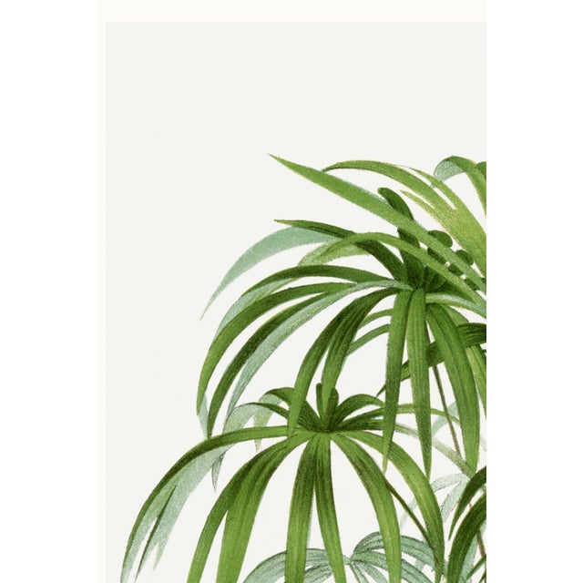 Vintage Palm Tree Illustration, Botanical Art Print Reproduction, 32" X 48" For Sale In Buffalo - Image 6 of 9