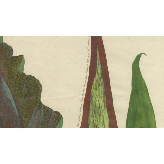After Peter Henderson, Dragon Arum, Poisonous Plant, 1802, Engraving For Sale - Image 4 of 10