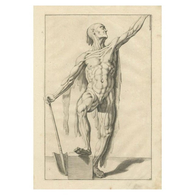 Anatomical Male Figure Study with Raised Arm, 1745, Paper For Sale - Image 10 of 10