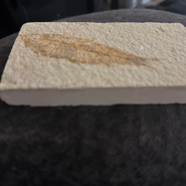 Figurative Fossil Plate Knightia From the Green River Formation - In Limestone For Sale - Image 3 of 6