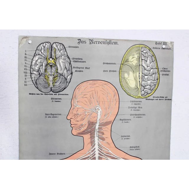 Anatomy illustration of the nineteenth From the "Schreibers Anatomische Wandtafeln" box, this old large size poster is a...
