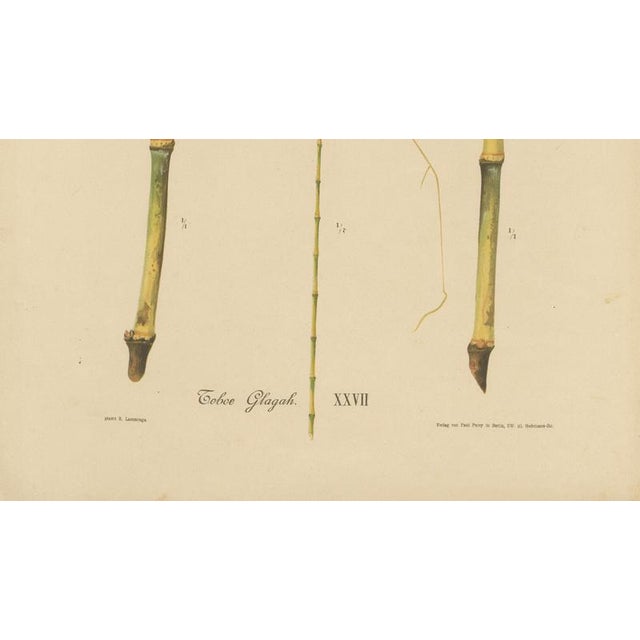 Sugarcane, 1892, Paper For Sale - Image 4 of 10