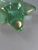 Green Lead Crystal Star Paper Weight For Sale - Image 4 of 4