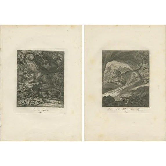 Ridinger, Lioness Hunting and Resting, Prints, Set of 2 For Sale