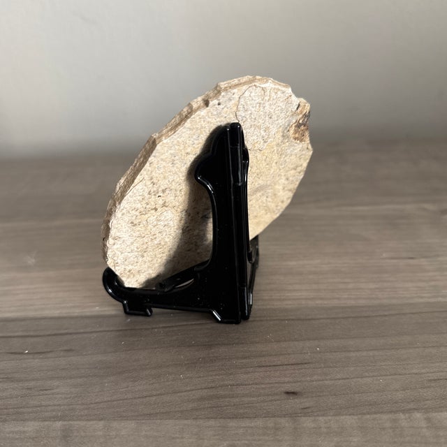 Stone Fossil Knightia Fish From the Green River Formation in Wyoming - With Stand. For Sale - Image 7 of 7