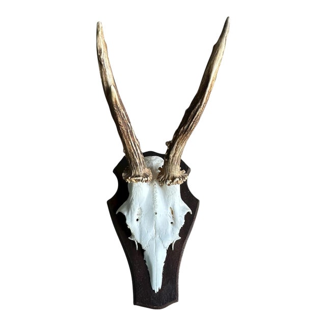 1990s Roe Deer Trophy 2 Black Forest Antlers Mount For Sale