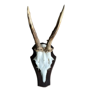 1990s Roe Deer Trophy 2 Black Forest Antlers Mount