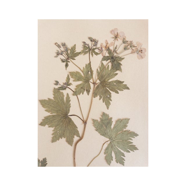 Vintage Swedish Herbarium - Geranium, circa 1926