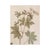 Vintage Swedish Herbarium - Geranium, circa 1926
