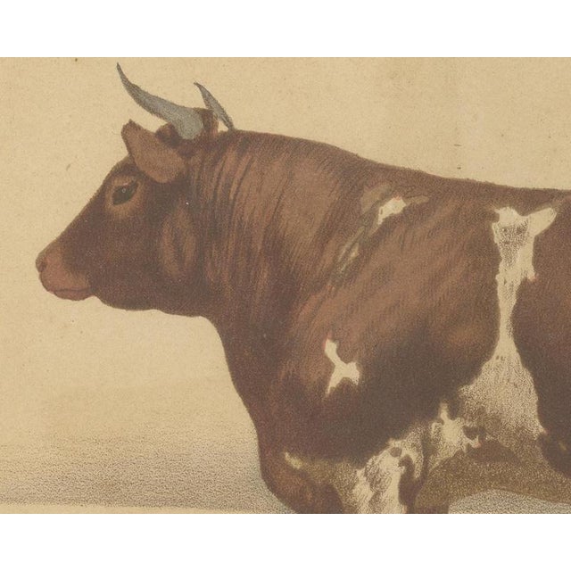 Olivier De Penne, Ayrshire Bull, Scottish Cattle, 1863, Chromolithograph For Sale - Image 4 of 9