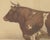Olivier De Penne, Ayrshire Bull, Scottish Cattle, 1863, Chromolithograph For Sale - Image 4 of 9