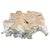 Andrianna Shamaris Monumental Bleached Teak Wood Organic Root Coffee Table For Sale - Image 15 of 18