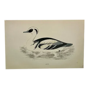 Antique Hand Tinted Bird Print From England Featuring a Black & White Smew Duck - Circa 1888